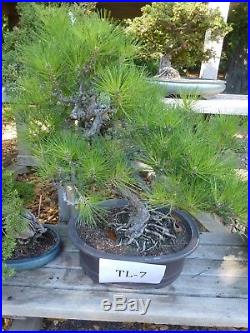 Bonsai Tree Specimen Imported from Japan BLACK PINE PINUS THUNBERGII TL-7