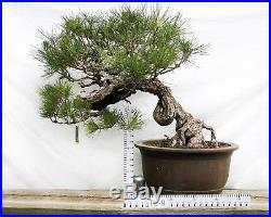 Bonsai Tree Specimen Imported from Japan BLACK PINE PINUS THUNBERGII TL-9