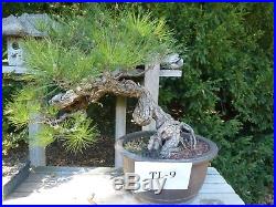 Bonsai Tree Specimen Imported from Japan BLACK PINE PINUS THUNBERGII TL-9