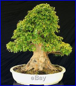 Bonsai Tree Specimen Imported from Japan Trident Maple TMSTQ318-509A
