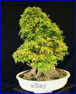 Bonsai Tree Specimen Imported from Japan Trident Maple TMSTQ318-509A
