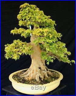 Bonsai Tree Specimen Imported from Japan Trident Maple TMSTQ318-509B
