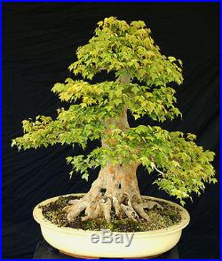 Bonsai Tree Specimen Imported from Japan Trident Maple TMSTQ318-509B