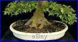 Bonsai Tree Specimen Imported from Japan Trident Maple TMSTQ324-509