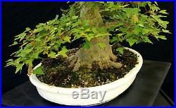 Bonsai Tree Specimen Imported from Japan Trident Maple TMSTQ324-509