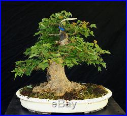 Bonsai Tree Specimen Imported from Japan Trident Maple TMSTQ328-509
