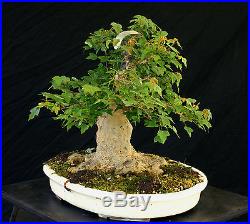 Bonsai Tree Specimen Imported from Japan Trident Maple TMSTQ328-509