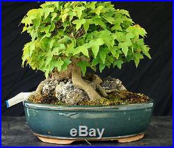 Bonsai Tree Specimen Imported from Japan Trident Maple TMSTQ354-509