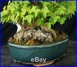 Bonsai Tree Specimen Imported from Japan Trident Maple TMSTQ354-509