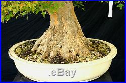 Bonsai Tree Specimen Imported from Japan Trident Maple TMSTQ355-509