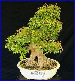 Bonsai Tree Specimen Imported from Japan Trident Maple TMSTQ355-509