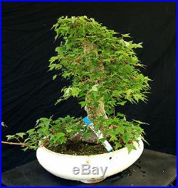 Bonsai Tree Specimen Imported from Japan Trident Maple TMSTQ357-509