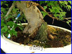 Bonsai Tree Specimen Imported from Japan Trident Maple TMSTQ357-509