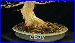 Bonsai Tree Specimen Imported from Japan Trident Maple TMSTQ371-509