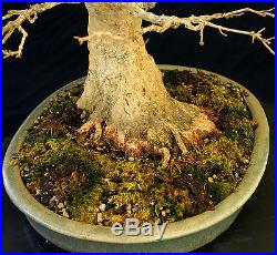 Bonsai Tree Specimen Imported from Japan Trident Maple TMSTQ371-509