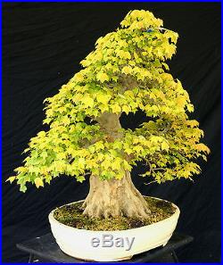 Bonsai Tree Specimen Imported from Japan Trident Maple TMSTQ400-509