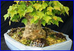 Bonsai Tree Specimen Imported from Japan Trident Maple TMSTQ410-509