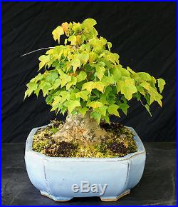 Bonsai Tree Specimen Imported from Japan Trident Maple TMSTQ410-509