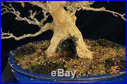 Bonsai Tree Specimen Imported from Japan Trident Maple TMSTQ414-509