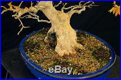 Bonsai Tree Specimen Imported from Japan Trident Maple TMSTQ414-509