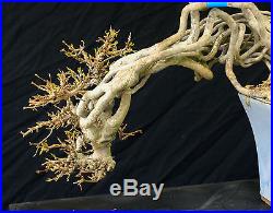 Bonsai Tree Specimen Imported from Japan Trident Maple TMSTQ423-509
