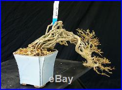 Bonsai Tree Specimen Imported from Japan Trident Maple TMSTQ423-509