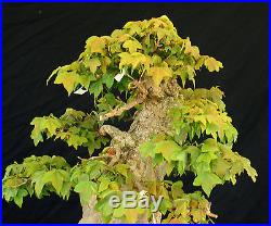 Bonsai Tree Specimen Imported from Japan Trident Maple TMSTQ452-509