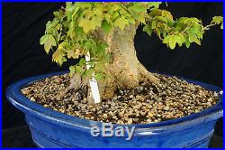 Bonsai Tree Specimen Imported from Japan Trident Maple TMSTQ452-509