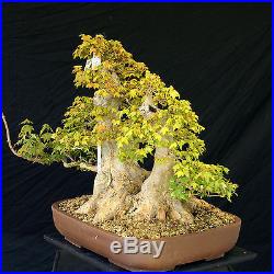 Bonsai Tree Specimen Imported from Japan Trident Maple TMSTQ453-509