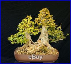 Bonsai Tree Specimen Imported from Japan Trident Maple TMSTQ453-509