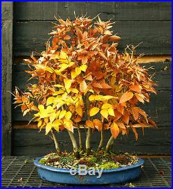 Bonsai Tree Specimen Japanese Beech 7 Tree Grove JBG7ST-1130C
