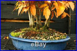 Bonsai Tree Specimen Japanese Beech 7 Tree Grove JBG7ST-1130C
