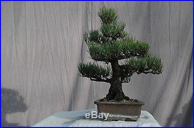 Bonsai Tree Specimen Japanese Black Pine