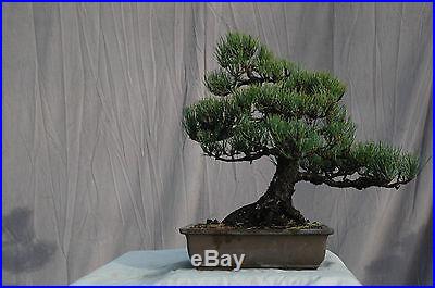 Bonsai Tree Specimen Japanese Black Pine