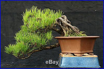 Bonsai Tree Specimen Japanese Black Pine JBPST-1210A
