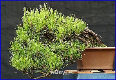 Bonsai Tree Specimen Japanese Black Pine JBPST-1210A