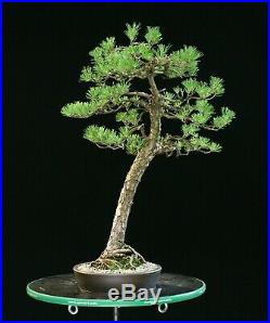 Bonsai Tree Specimen Japanese Black Pine JBPST-703