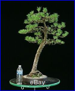 Bonsai Tree Specimen Japanese Black Pine JBPST-703
