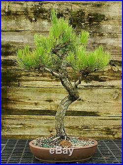 Bonsai Tree Specimen Japanese Black Pine JBPST-728