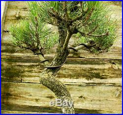 Bonsai Tree Specimen Japanese Black Pine JBPST-728
