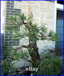 Bonsai Tree Specimen Japanese Black Pine by Mauro Stemberger JBPST-1229A