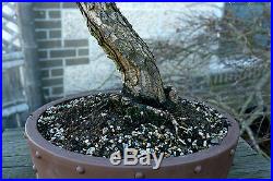 Bonsai Tree Specimen Japanese Black Pine by Mauro Stemberger JBPST-1229A
