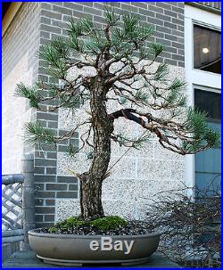 Bonsai Tree Specimen Japanese Black Pine by Mauro Stemberger JBPST-1229B
