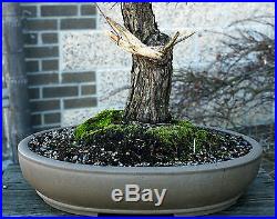 Bonsai Tree Specimen Japanese Black Pine by Mauro Stemberger JBPST-1229B