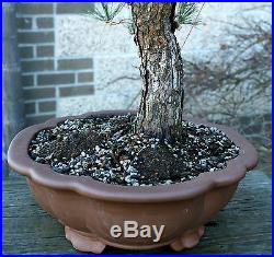 Bonsai Tree Specimen Japanese Black Pine by Mauro Stemberger JBPST-1229C