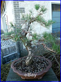 Bonsai Tree Specimen Japanese Black Pine by Mauro Stemberger JBPST-1229C