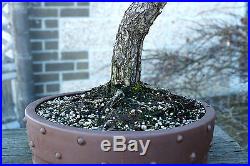 Bonsai Tree Specimen Japanese Black Pine by Mauro Stemberger JBPST-1229D