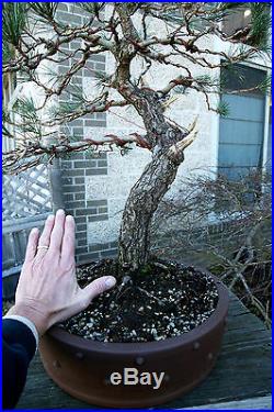 Bonsai Tree Specimen Japanese Black Pine by Mauro Stemberger JBPST-1229D