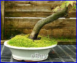 Bonsai Tree Specimen Japanese Maple JMST-1118