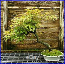 Bonsai Tree Specimen Japanese Maple JMST-1118